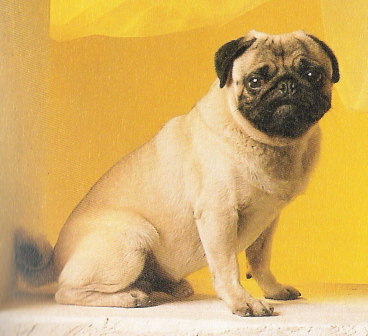 comment drésser un chien? - Forum chiens comment drésser un chien? - Forum chiens